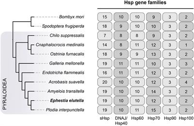 Genomic analyses provide insights into the genome evolution and environmental adaptation of the tobacco moth Ephestia elutella